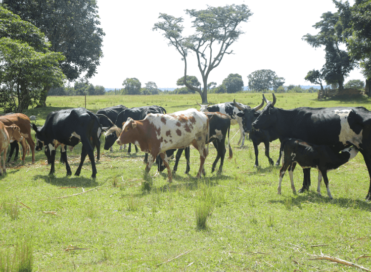 cattles_raering
