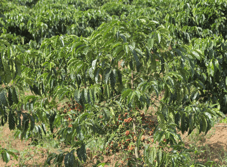 coffee_plantation